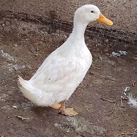 gak gak ördekler