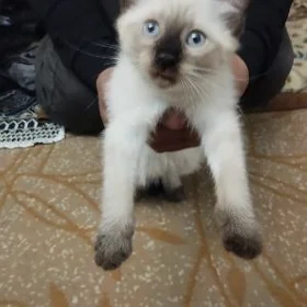 Тайская кошечка