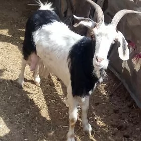Ýaş geçy