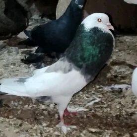 Kepderi Dutyş