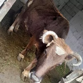Göleli sygyr
