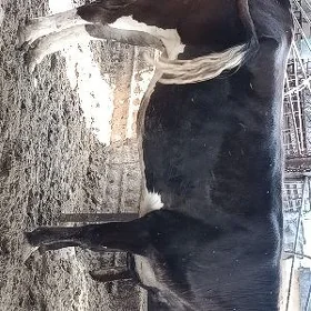 gysyr sygyr