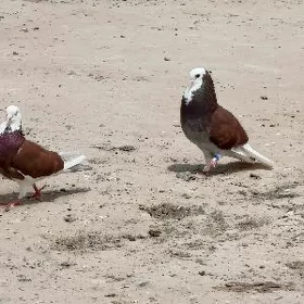 Kepderi