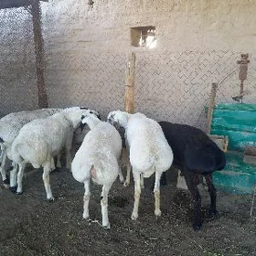 Кkockar