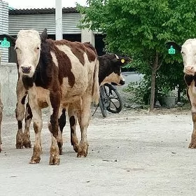 Öküz Tüwe Göle