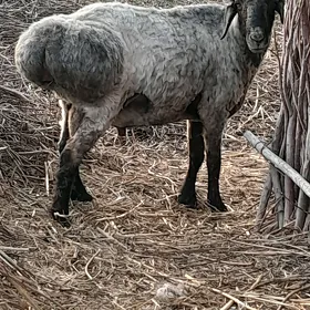 Goç, koçkar