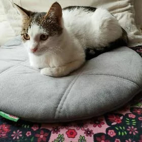 pişik