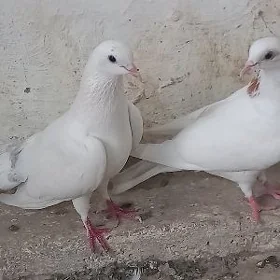 Kepderi