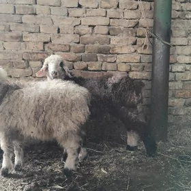 guzylar