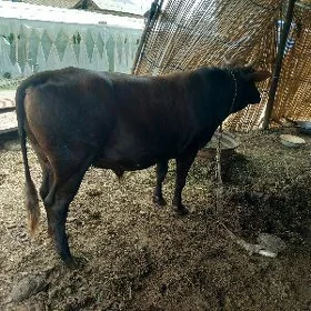okuz 2 yasy dolduran