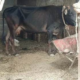 kelek göleli sygyr