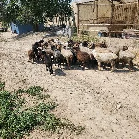 Guzuli goyun 18 sany