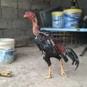 tasgnet horaz