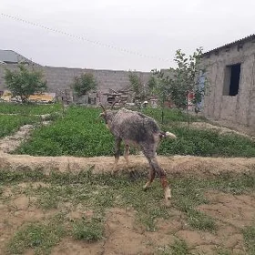 erkeç