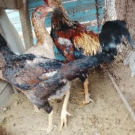 Baýsok horaz ve tovuklar