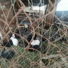 Towşanlar