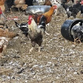 horazlar