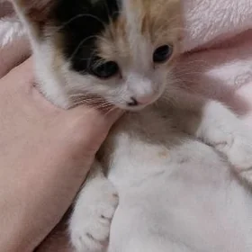 котята