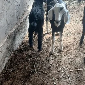 Owlakly geçi