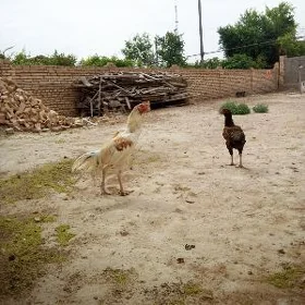 baysok