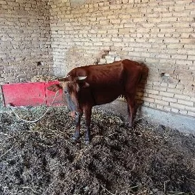 Саглык сыгыр