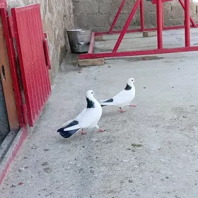 Kepderi