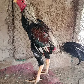 Horaz