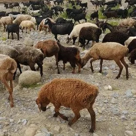 goÿun geçı