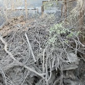 odun