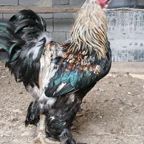 Byrama arginal horaz