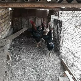 бойцовые курицы