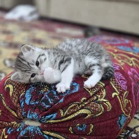 Пародистые котята