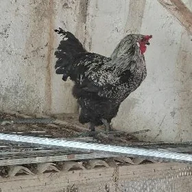 ýaş horazla