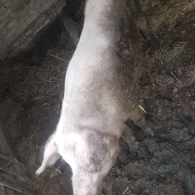 2 yaşar bicikli hiryak