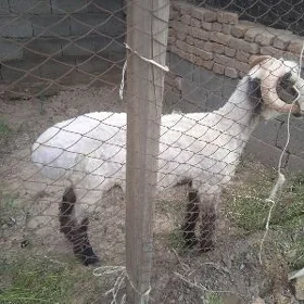 Goç 1 ýaşynda
