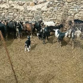 doğ erkec