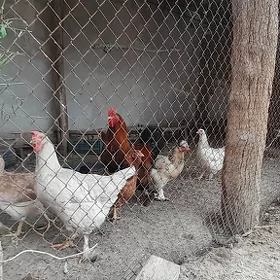 Brama