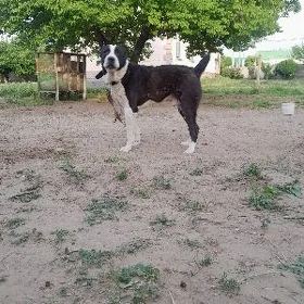 alabaý