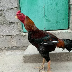 Taskent horoz