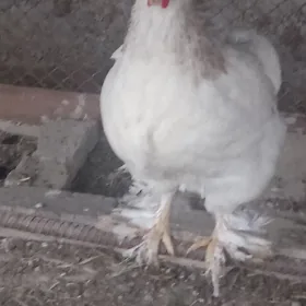 BRAMA TOWUK YUMURTGASY
