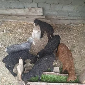 Guzy 3 aý dolup barýan