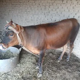 bakylan mal