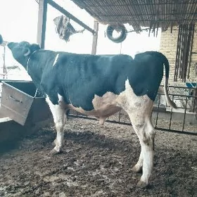 GALEŞTEÝIN HOWUR OKUZ 1.1.1.3