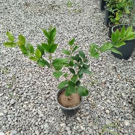 burcyna