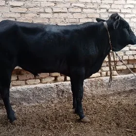 öküz