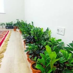 Gül