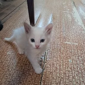 mugut pişik