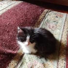 котенок малтчик