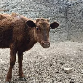 Tüwe