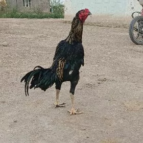 Taşkent 